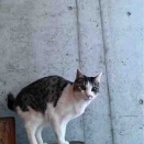 きこりのテレビ日記　＃273