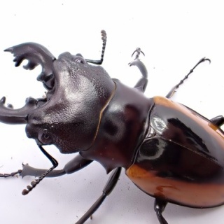 クワガタ備忘録