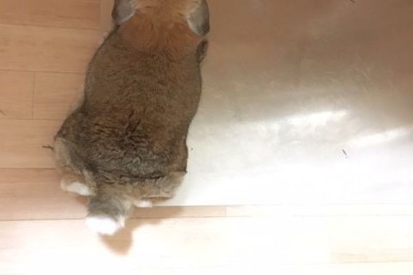 うさぎのたいさのじかん