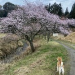 市原市議会議員　大曽根友三～トモゾウ～のBlog