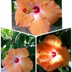 ゆるりと暮らす