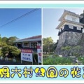 長崎県大村公園の花菖蒲