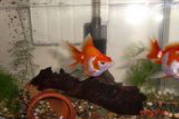 海水魚飼育日記 金魚