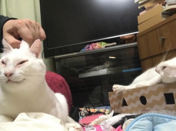 来るべきものはみな子猫　20260422