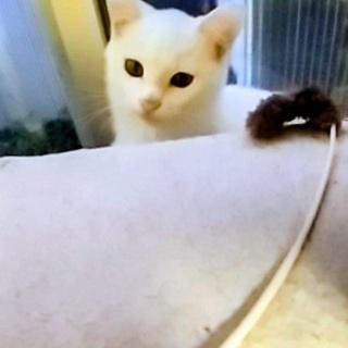 NPO法人 福井犬猫を救う会