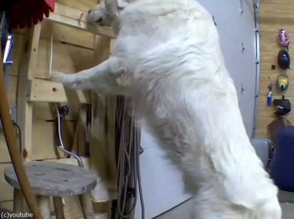 留守中の犬がガレージのドアを開けて逃走していた…防犯カメラに映る（動画）