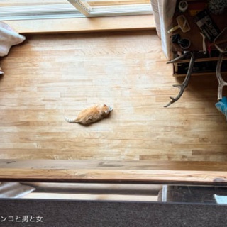 馬とニャンコと男と女