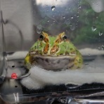 迷カエルコハウス🐸