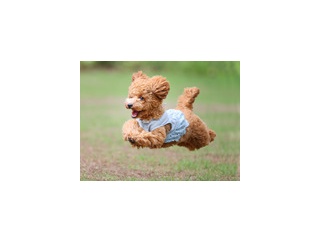 9-14-1　野坂　あんちゃん　11か月　南あわじドッグラン・飛行犬撮影所にて