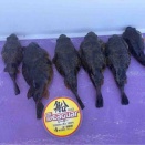 釣りサークル。