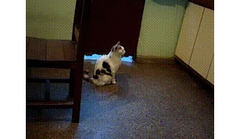 このgifで笑ったら負けwwwwwwwwwwwww