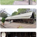昭和記念公園・花の丘・レモンブライト