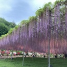 あしかがフラワーパークの藤