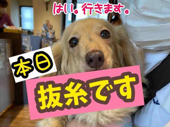 女帝復活。やっぱりみんな嬉しいらしい。