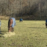 『のんびり』の画像