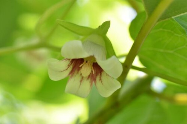 勝手に花言葉 徒然なるままに ツルギキョウ