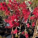 菊桃　京舞子入荷　南坊園一宮市