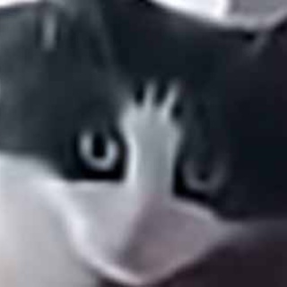 猫の動画 ねこわん！