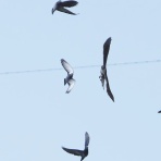 お城と淀川の鳥撮り記