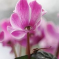 シクラメン