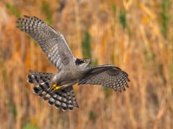 2025年12月6日の野鳥公園