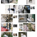 写真展「パレスチナの猫」＠福山・アンラーンとトーク「パレスチナの家族の今」
