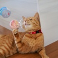 ちゅ〜るのおまけでひと遊び♪