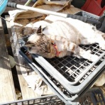 へんおじの闘病記