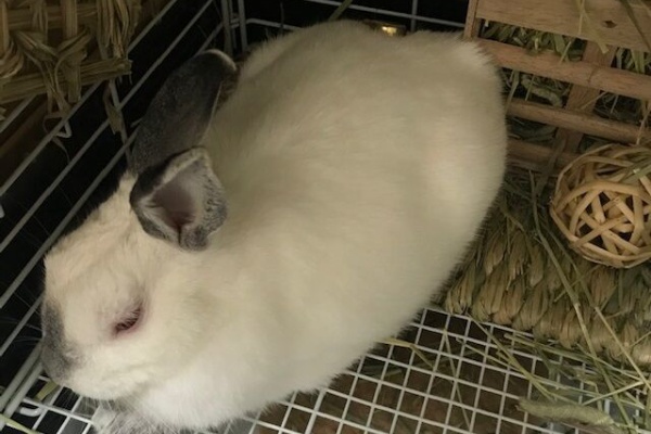 うさぎのきた道 お腹が弱い