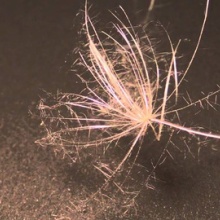 本当にあった2chの怖い話 動物 生き物