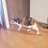 『ペコちゃんトライアルはじまりました』の画像