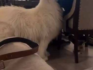 お父さんが夢中でゲームをしていた。パパかまってよぉ → 犬はずっとこうなります…