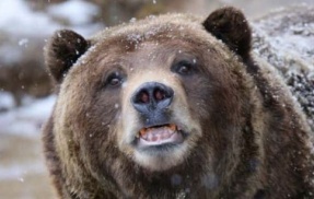 町の公式アカウント「雄山山頂付近においてクマらしきものが目撃されました」→翌日、まさかの正体が判明するｗｗｗｗｗ