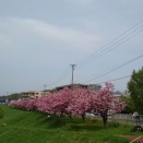 ワイ札幌、遅い桜を満喫する