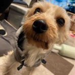 WanWan net🐾ボランティアチーム