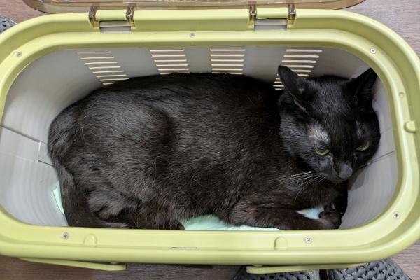 ZIL520と黒猫の日本旅 - 黒猫ぎんちゃん
