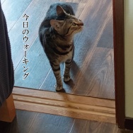 あちーねー💦と、ピンク花のちょうちょ作りました。