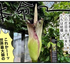 腐臭放つ世界最大の花が咲いたというので（前）