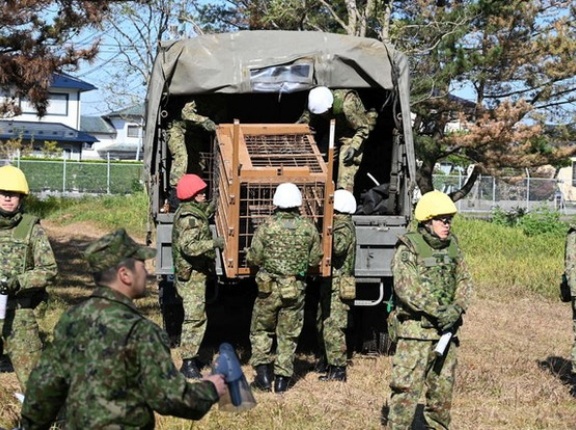 結局、軍を投入した日本…6ヶ月間で6063匹ものクマを捕獲＝韓国の反応