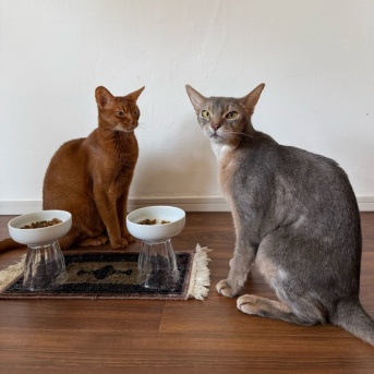 隣のごはんがよく見えちゃうひめちゃん