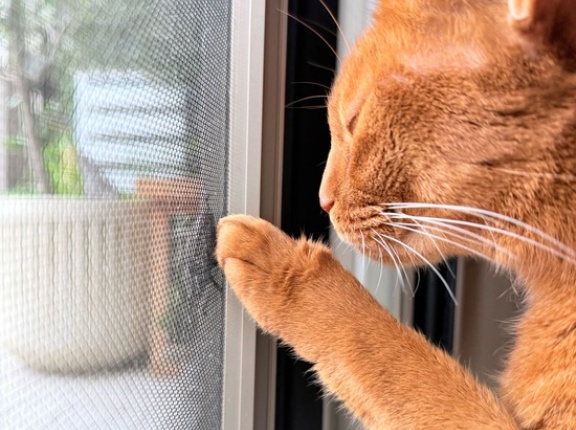 虫さんの季節と、ねこ