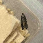 庭の生き物を愛でてます・台所で生き物を育ててます