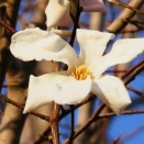 山なみとほに☆ミツマタ・コブシ・カワラヒワ☆