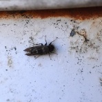 ピンちゃんのママのブログ