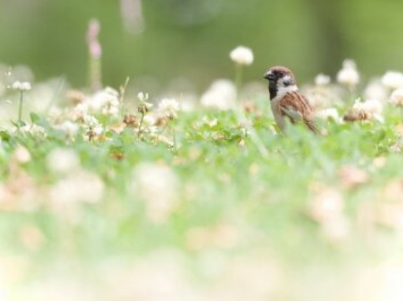 2026年6月11日の野鳥公園