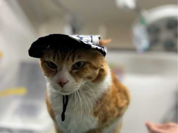 こんばんはチャトです‼️