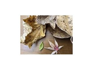 秋の忘れ物がまた届いた？