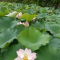 田丸城の蓮(2)
