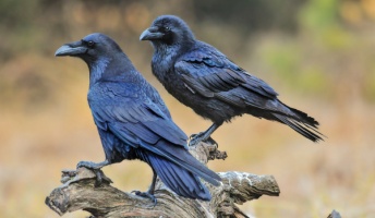 カラスの頭の良さは異常wwwwwwwwwww