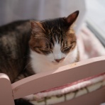 ねことアパートと1人暮らし～とらやんとおらと～